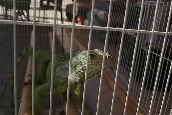 Pınar Pet Shop - Resim 6