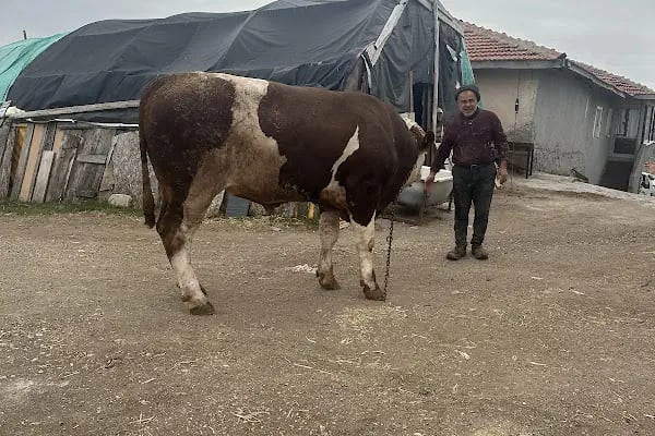 Önlü Besi Çifliği - Resim 2