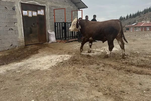 Önlü Besi Çifliği - Resim 1