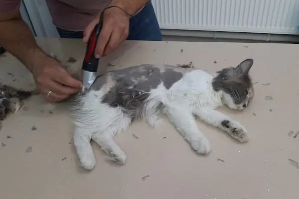 Medipaw Demirtaş Veteriner Kliniği - Resim 9