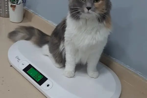 Medipaw Demirtaş Veteriner Kliniği - Resim 11