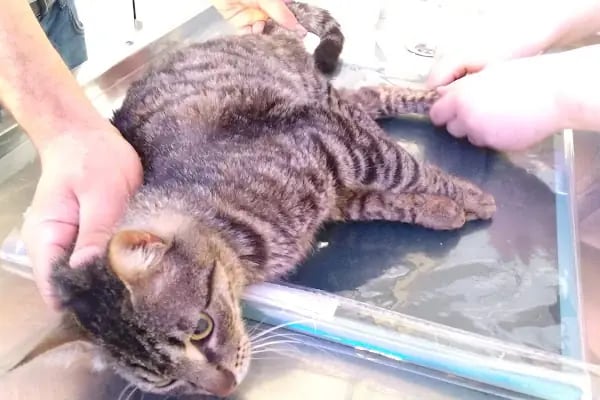 Medipaw Demirtaş Veteriner Kliniği - Resim 10