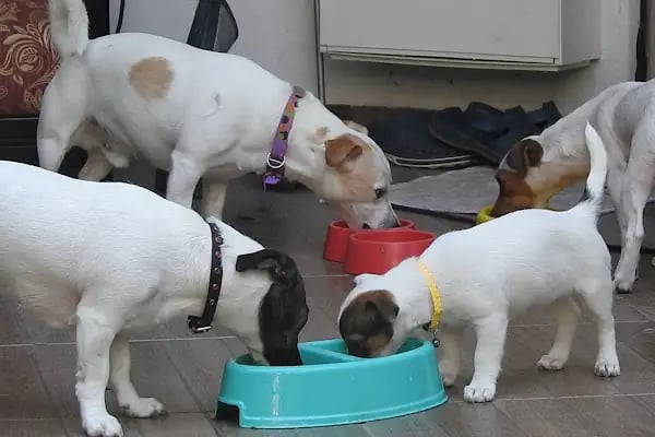 Medipaw Demirtaş Veteriner Kliniği - Resim 4