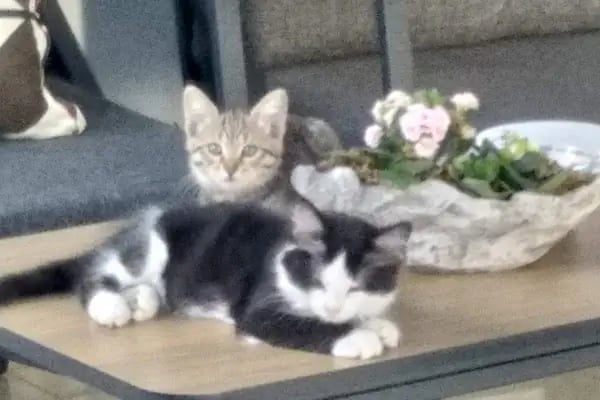 Medipaw Demirtaş Veteriner Kliniği - Resim 18