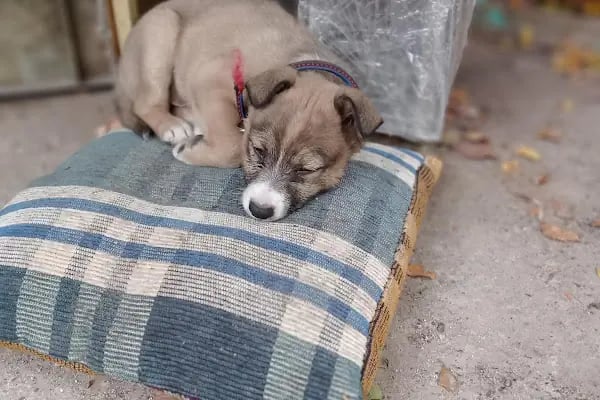 Medipaw Demirtaş Veteriner Kliniği - Resim 7