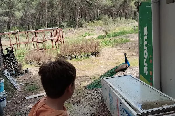 LAVİNYA WEDDİNG EVENT KIR DÜĞÜNÜ - Resim 18
