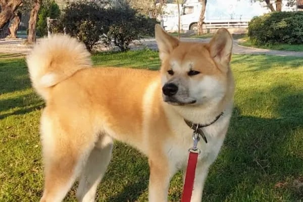 Pityvet Veteriner Kliniği - Resim 8