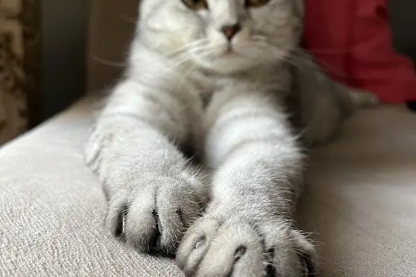 Pityvet Veteriner Kliniği - Resim 7