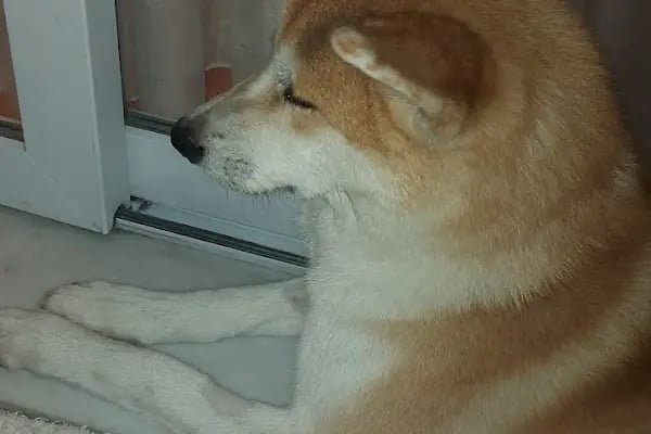 Pityvet Veteriner Kliniği - Resim 15