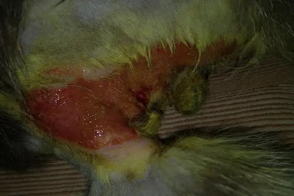 Pityvet Veteriner Kliniği - Resim 14