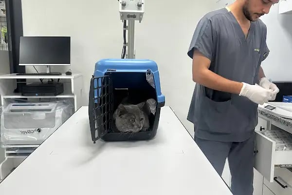 Dalaman Emre Tosun Veteriner Kliniği - Resim 5