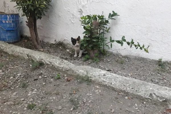 Yeni Şehir Korusu - Resim 11