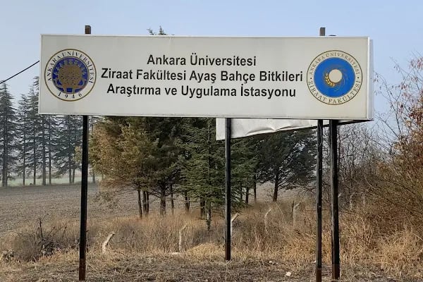 Ayaş Bahçe Vitkileri Araştırma Ve Uygulama İstasyonu - Resim 3