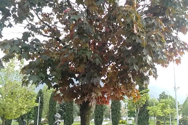 Kamberler Parkı - Resim 15