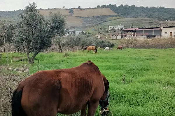 Horse &amp; Dog Academy - Mersin Silifke At Çiftliği, Köpek Oteli ve Kahvaltı - Resim 4