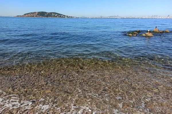 Kadıköy Kedi Oteli&Pet Shop - Resim 5