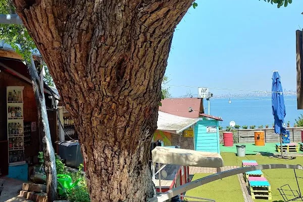 Kadıköy Kedi Oteli&Pet Shop - Resim 20