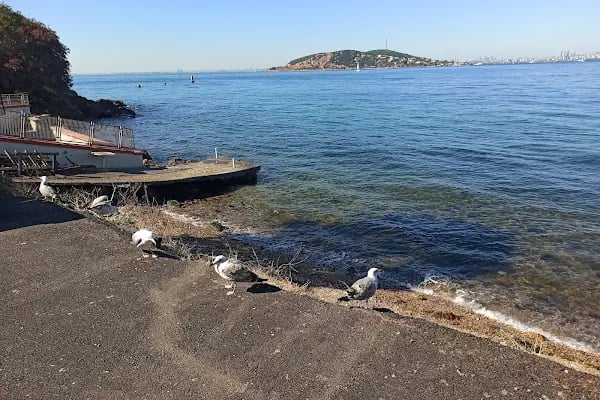 Kadıköy Kedi Oteli&Pet Shop - Resim 14