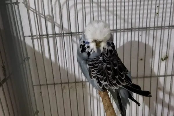 Bornova Chakie Petshop Mağaza - Resim 11