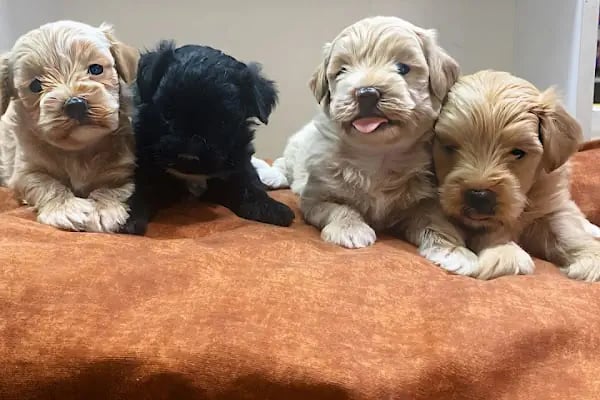 Bornova Chakie Petshop Mağaza - Resim 6