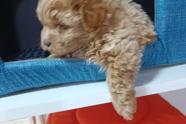 Bornova Chakie Petshop Mağaza - Resim 4
