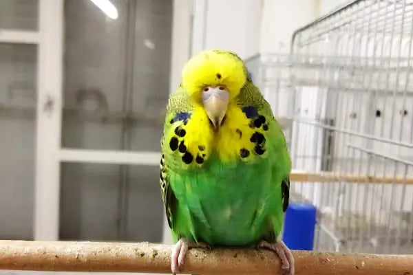 Bornova Chakie Petshop Mağaza - Resim 8