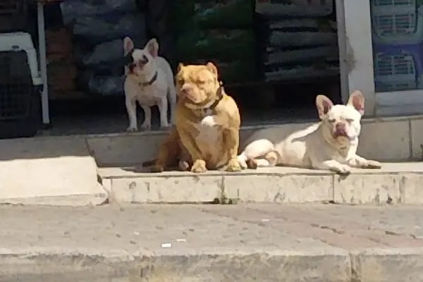 Bornova Chakie Petshop Mağaza - Resim 2