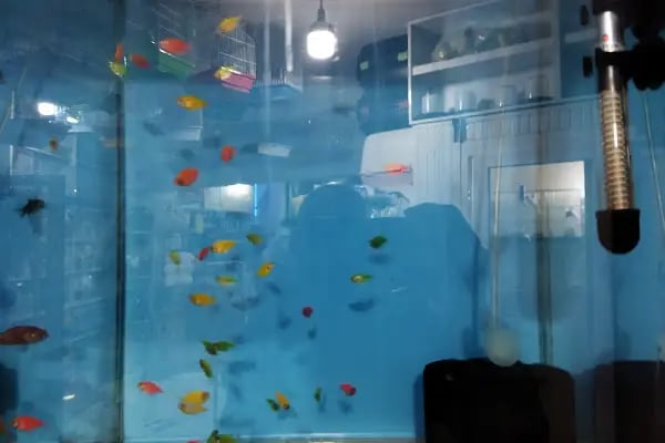Bornova Chakie Petshop Mağaza - Resim 5