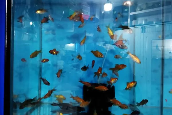 Bornova Chakie Petshop Mağaza - Resim 13