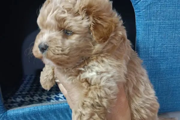 Bornova Chakie Petshop Mağaza - Resim 7