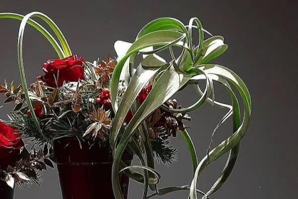 MOR SALKIM FLOWER'S - Resim 16