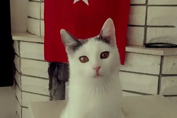 Çakırlar Veteriner Kliniği - Resim 2