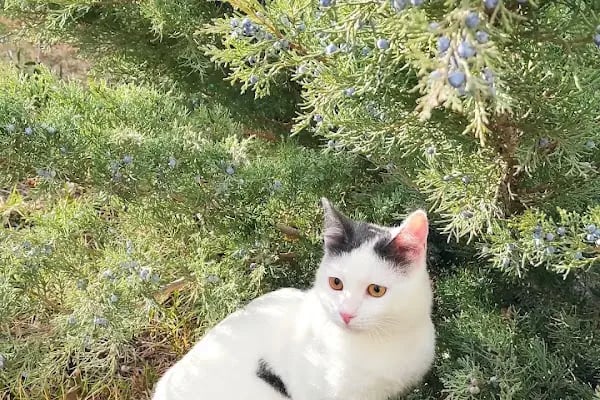 Çakırlar Veteriner Kliniği - Resim 1