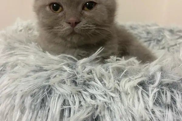 Hadımköy Petshop - Resim 5