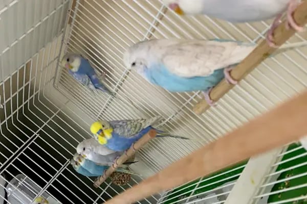 Hadımköy Petshop - Resim 7