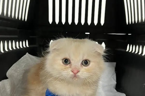 Mersin Veteriner Kliniği - Resim 3