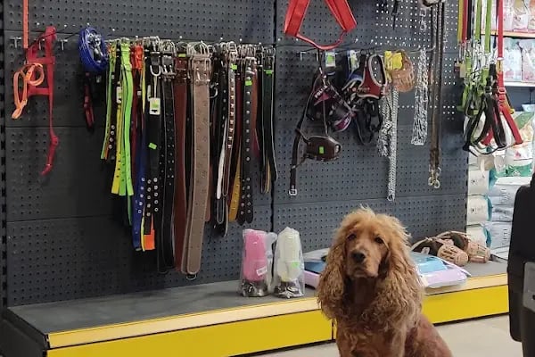 Simba Petshop - Resim 3