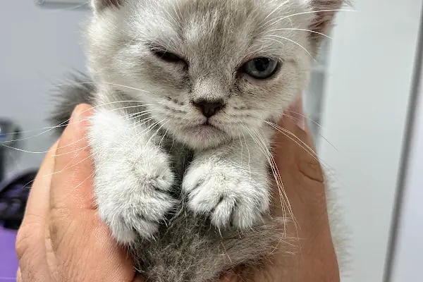 Mutlu Çalış Veteriner Kliniği / Veteriner İzmir - Resim 11