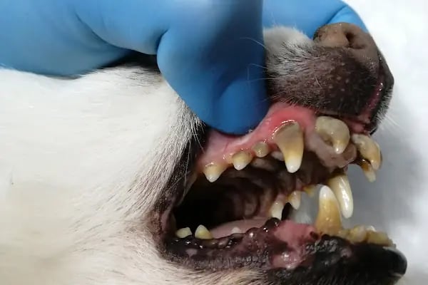 Mutlu Çalış Veteriner Kliniği / Veteriner İzmir - Resim 18