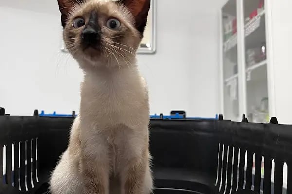 Mutlu Çalış Veteriner Kliniği / Veteriner İzmir - Resim 14