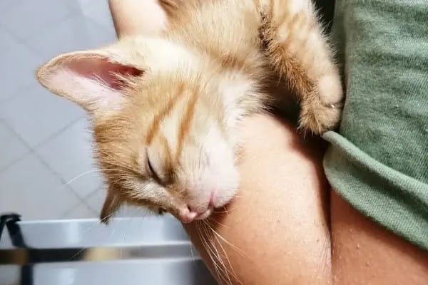 Mutlu Çalış Veteriner Kliniği / Veteriner İzmir - Resim 15