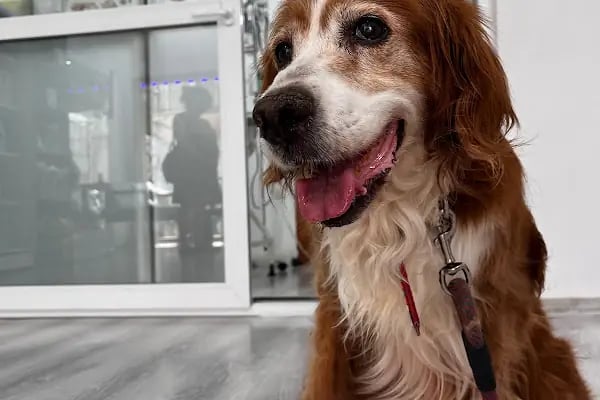 Mutlu Çalış Veteriner Kliniği / Veteriner İzmir - Resim 8
