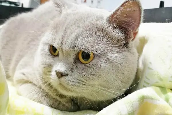 Mutlu Çalış Veteriner Kliniği / Veteriner İzmir - Resim 9
