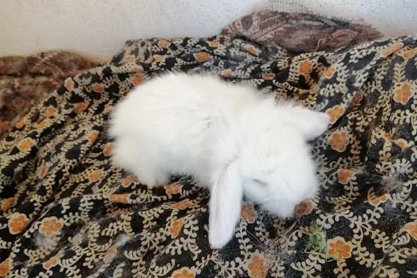 Doğa Petshop - Resim 4