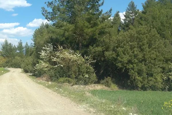 Alcı - Resim 18