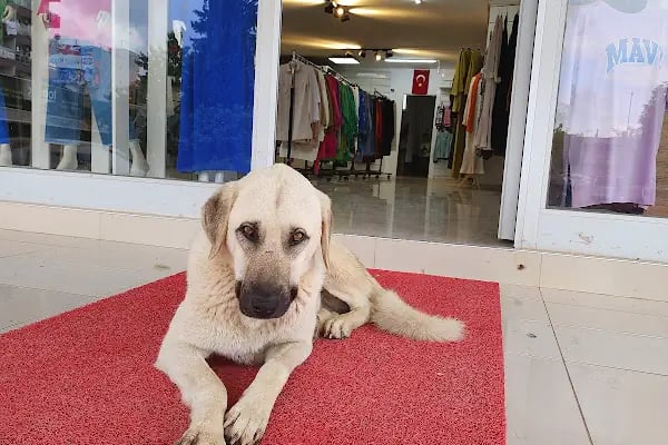 Döşemealtı butik - Resim 14