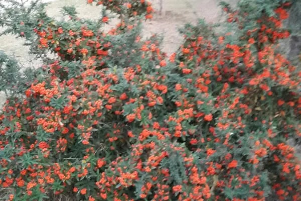 Adana Huzurevi - Resim 12