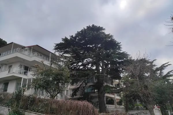 Yalman Köşkü - Resim 4