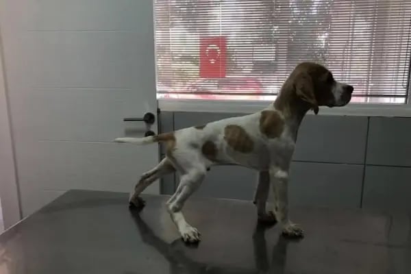 Tufan Veteriner Kliniği - Resim 7