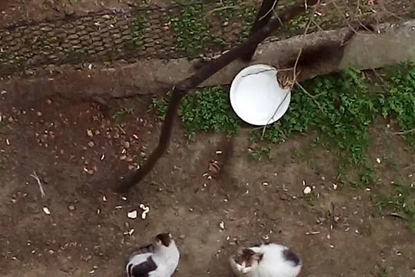 Şehit Jandarma Er Yakup Saraç Parkı - Resim 8